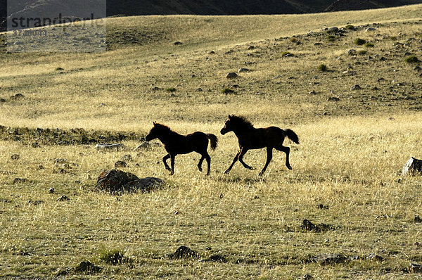 Zwei junge Pferde laufen im Spiel von Licht und Schatten in der Steppe  Kharkhiraa  Mongolischer Altai bei Ulaangom  Uvs Aimag  Mongolei  Asien