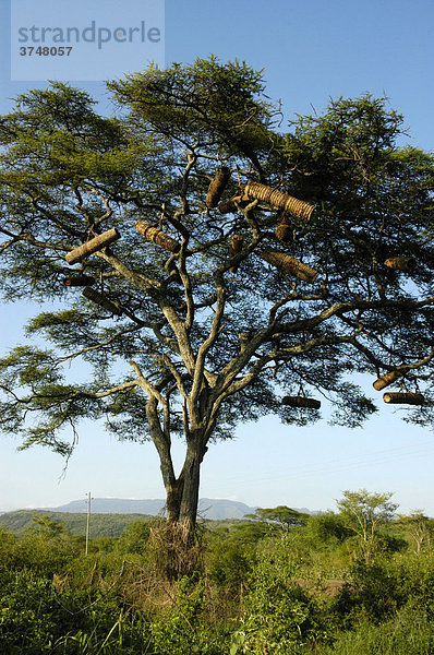 Bienenkästen im Baum  Akazie (Acacia)  vom Volk der Gamo  bei Arba Minch  Äthiopien  Afrika