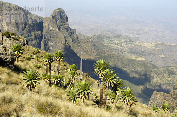 Weite Berglandschaft mit Riesenlobelien (Lobelia rhynchopetalum)  Semien Mountains Nationalpark  Äthiopien  Afrika