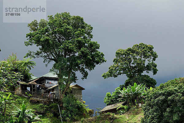 Hütte im Regenwald  Rio Ochos  Jamaika  Karibik  Mittelamerika