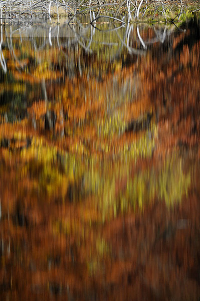 Wasseroberfläche mit sich spiegelnden Bäumen mit Herbstlaub  Altschönau  Bayerischer Wald  Bayern  Deutschland  Europa