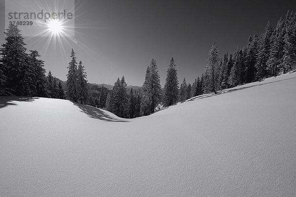 Winterwald mit Bergkette im Gegenlicht  schwarz weiß  Spießer  Unterjoch  Oberallgäu  Bayern  Deutschland  Europa