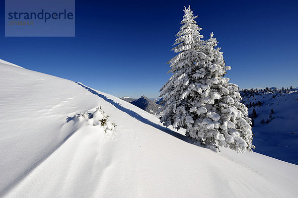 Verschneite Wetterfichte mit Bergkette  Spießer  Unterjoch  Oberallgäu  Bayern  Deutschland  Europa