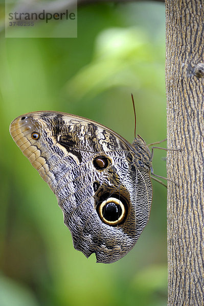 Bananenfalter (Caligo eurilochus) an Pflanzenstamm