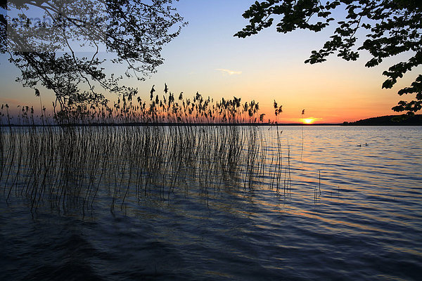 Abendstimmung mit Sonnenuntergang am Plauer See  Mecklenburgische Seenplatte  Mecklenburg-Vorpommern  Deutschland  Europa