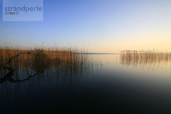 Morgenstimmung am Plauer See  Mecklenburgische Seenplatte  Mecklenburg-Vorpommern  Deutschland  Europa