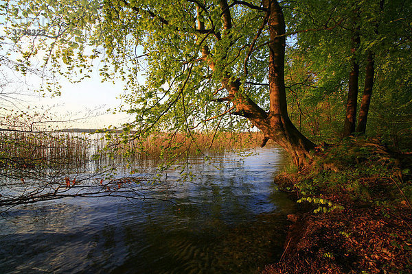 Abendstimmung am Plauer See  alte Buchen (Fagus sylvatica) stehen am Seeufer  Mecklenburgische Seenplatte  Mecklenburg-Vorpommern  Deutschland  Europa
