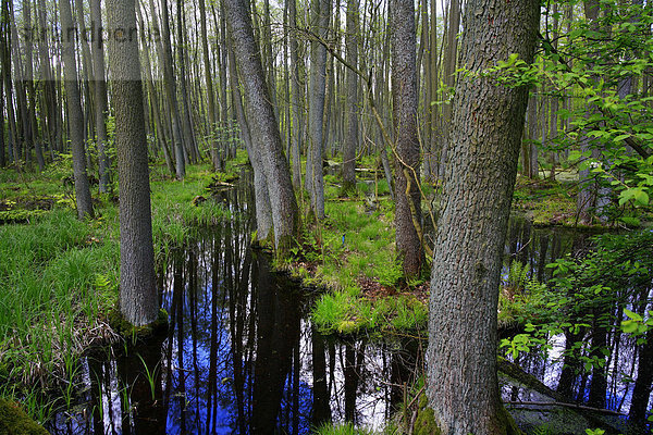 Erlenbruchwald  Mecklenburgische Seenplatte  Mecklenburg-Vorpommern  Deutschland  Europa