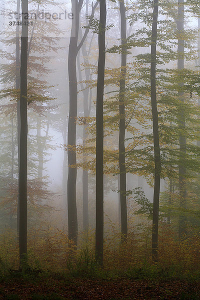 Mystisch wirkender Buchen-Herbstwald im Morgendunst
