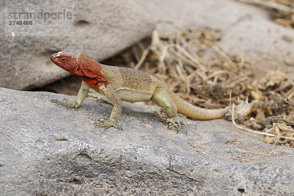 Lavaechse (Microlophus delanonis)  Insel Espanola  Galapagos  Ecuador  Südamerika