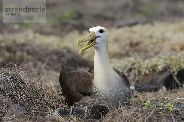 Galapagos-Albatros (Diomedea irrorata)  Insel Espanola  Galapagos  Ecuador  Südamerika