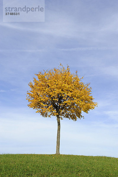 Linde (Tilia) in den Farben des Herbstes  Klausenpass  Schweiz  Europa