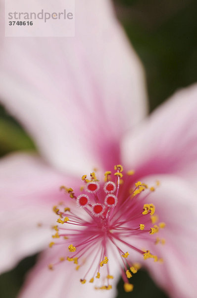 Nahaufnahme der Stempel und Pollen einer Hibiskusblüte (Hibiscus)