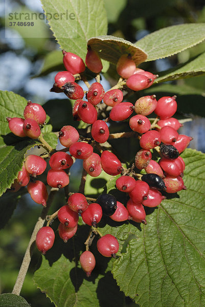 Rote Beeren  Fruchtstand wolliger Schneeball (Viburnum lantana)