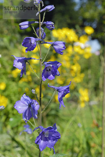 Blaue Blütenrispe eines Rittersporn (Delphinium spec) im herbstlichen Rabattengarten