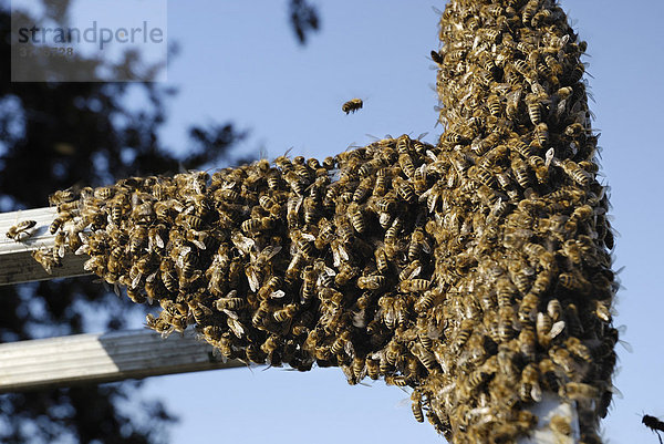 Bienenschwarm (Apis melifera) sammelt sich auf Aluminiumleiter