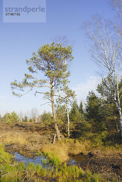Moorlandschaft mit Tümpel  Föhre (pinus silvestris) und Birken (betula pubescens)  Nicklheim  Bayern  Deutschland  Europa
