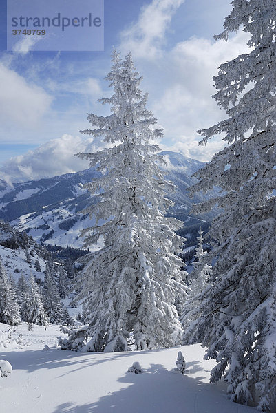 Mit Schnee bedeckte Wetterfichten im Gebirge Wendelsteingebirge  Bayern  Deutschland