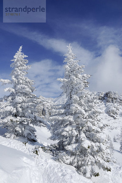 Mit Schnee bedeckte Fichten auf Berggrat  Wendelsteingebirge  Bayern  Deutschland