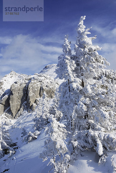 Mit Schnee bedeckte Fichten auf Berggrat  hinten Felsabsturz  Wendelsteingebirge  Bayern  Deutschland