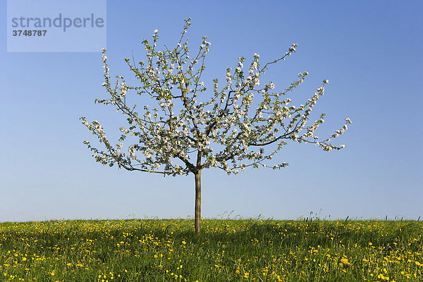 Ein blühender junger Apfelbaum (Malus domestica)