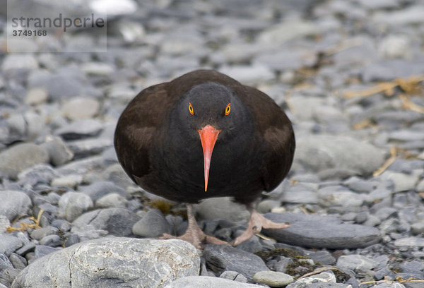 Klippen-Austernfischer (Haematopus bachmani) verteidigt Nest  Pazifik Küste  Chugach National Forest  Prince William Sound  Alaska  USA