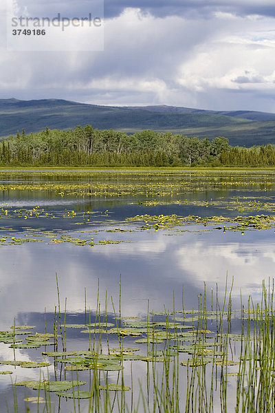 Gelbe Wasserlilien und Spiegelung des Himmels im Gravel Lake  North Klondike Highway  Yukon Territory  Kanada  Nordamerika