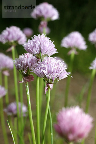 Schnittlauchblüten  blühender Schnittlauch (Allium schoenoprasum)