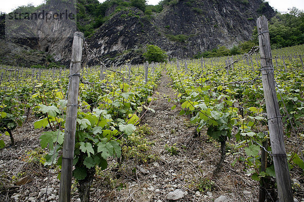 Weinreben  Weinberg  Bad Honnef  Drachenfels  Nordrhein-Westfalen  Deutschland  Europa