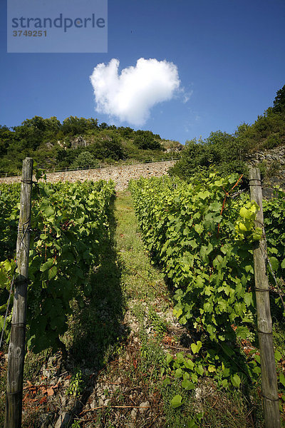 Weinanbau  Weinreben  Bad Honnef  Drachenfels  Siebengebirge  Nordrhein-Westfalen  Deutschland  Europa