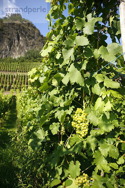 Weinanbau  Weinreben  Bad Honnef  Drachenfels  Siebengebirge  Nordrhein-Westfalen  Deutschland  Europa