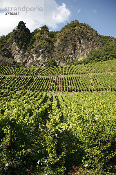 Weinanbau  Weinreben  Bad Honnef  Drachenfels  Siebengebirge  Nordrhein-Westfalen  Deutschland  Europa