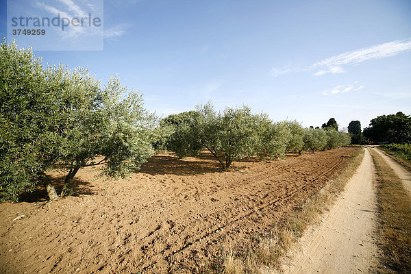 Olivenhain  Costa Brava  Katalonien  Spanien  Europa