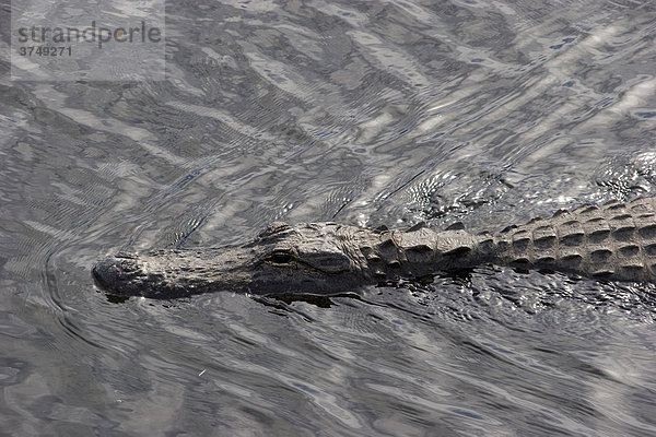 Alligator (Alligatoridae) im Wasser  Florida  USA