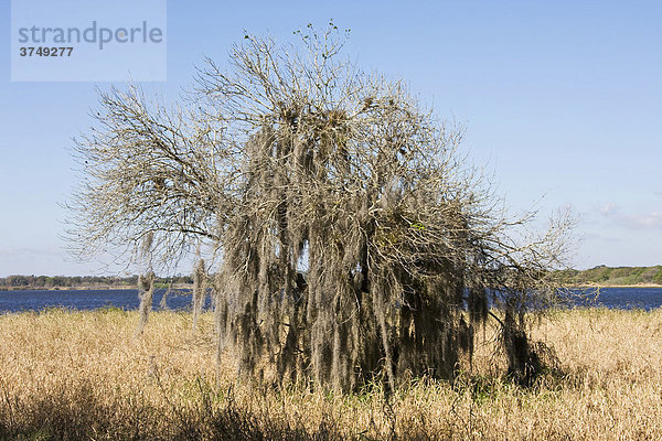 Toter Baum mit Spanish Moss im Myakka River State Park  Sarasota  Florida  USA