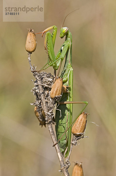 Gottesanbeterin (Mantis religiosa)