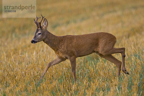 Reh (Capreolus capreolus)