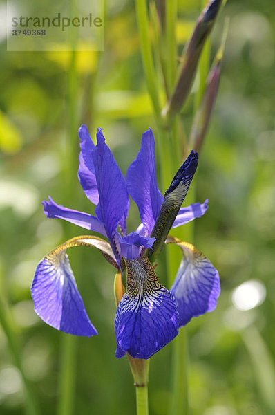 Schwertlilie (Iris versicolor)