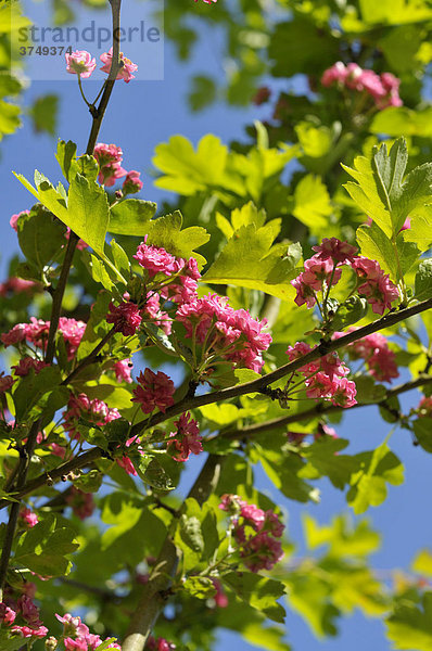 Blüten des Rotdorns (Crataegus laevigata)