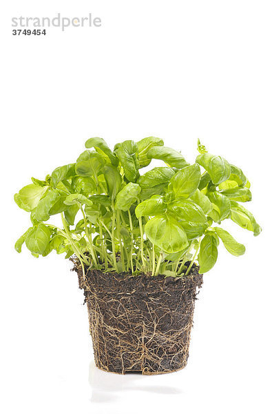 Basilikum (Ocimum basilicum)  als Topfpflanze