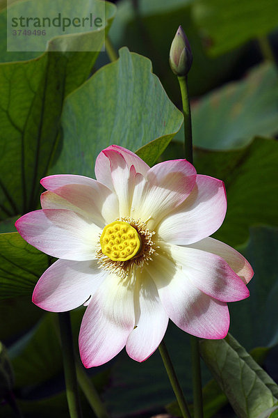 Indische Lotusblume (Nelumbo nucifera)  Blüte  Blätter