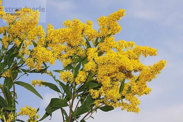 Kanadische Goldrute (Solidago canadensis)