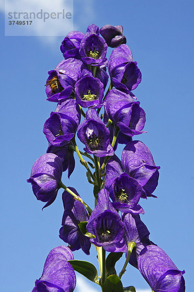 Blauer Eisenhut (Aconitum napellus)  geschützte giftige Pflanze  Giftpflanze