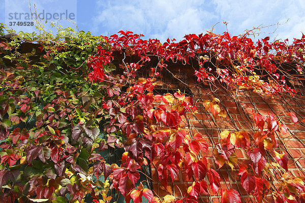 Wilder Wein  Gewöhnliche Jungfernrebe (Parthenocissus quinquefolia) in Herbstfärbung an Mauer aus roten Backsteinen rankend