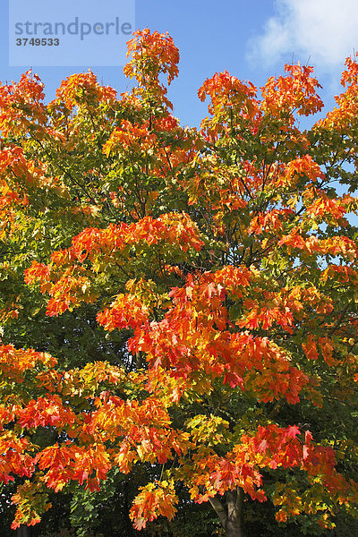 Spitzahorn  Spitz-Ahorn (Acer platanoides)  Blätter in bunter Herbstfärbung