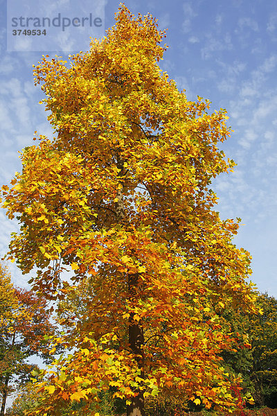 Amerikanischer Tulpenbaum (Liriodendron tulipifera) in Herbstfärbung