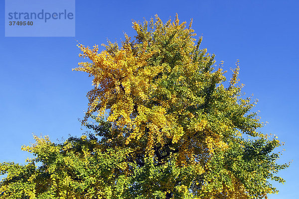 Ginkgo-Baum  Mädchenhaarbaum  Fächerblattbaum (Ginkgo biloba)  in Herbstfärbung  Heilpflanze