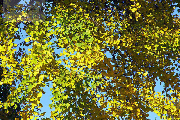 Ginkgo-Baum  Mädchenhaarbaum  Fächerblattbaum (Ginkgo biloba) in Herbstfärbung  Heilpflanze