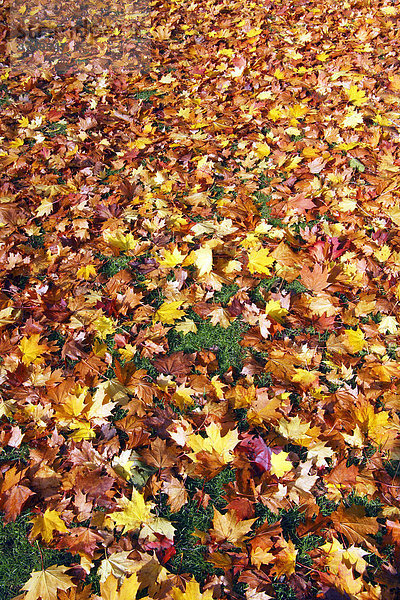 Buntes Herbstlaub auf Rasen  Ahornblätter (Acer spec.)  herbstlicher Laubfall  Blätter in Herbstfärbung