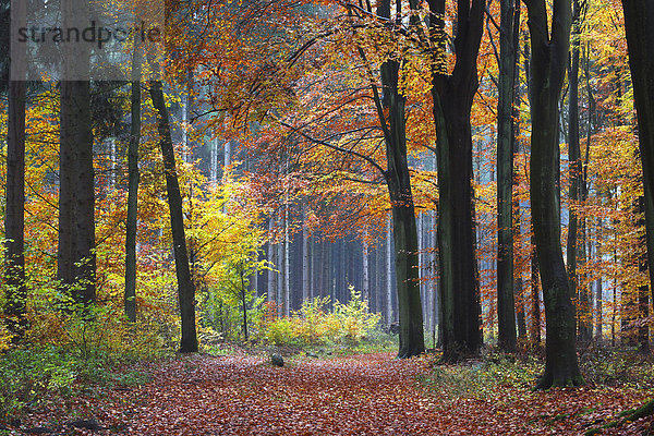 Mit Blättern bedeckter Waldweg im spätherbstlichen Mischwald aus Rotbuchen (Fagus sylvatica) und Fichten (Picea abies)